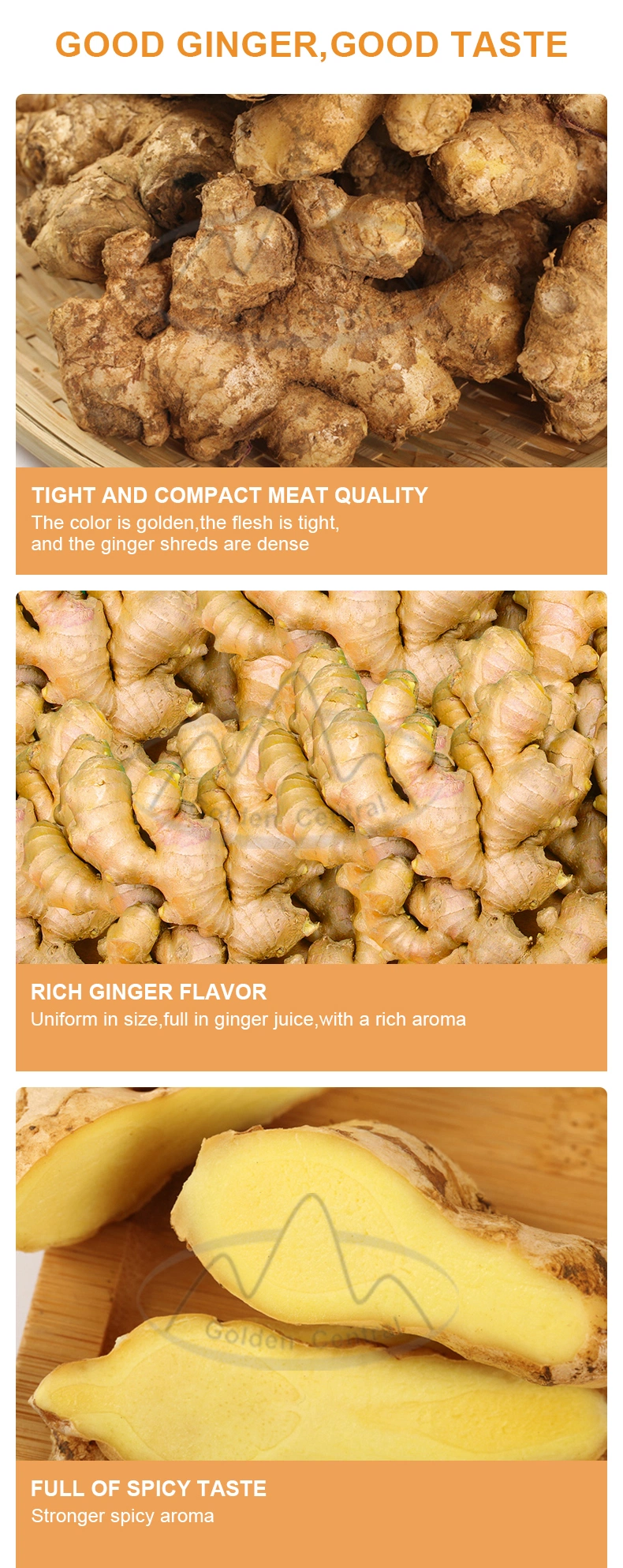 Best Quality New Crop Frozen Fresh Ginger