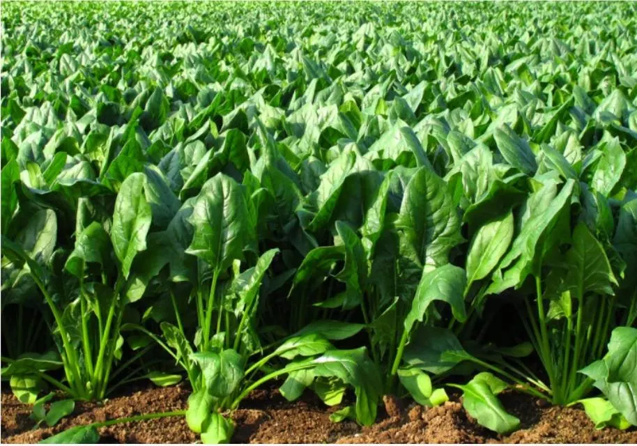 Chopped Spinach for Sale Frozen Spinach Vegetables Food Fruit Factory Price Spinach Hot Sell for Quantity Process