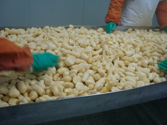 Frozen Ginger (100-150g) for Exporting